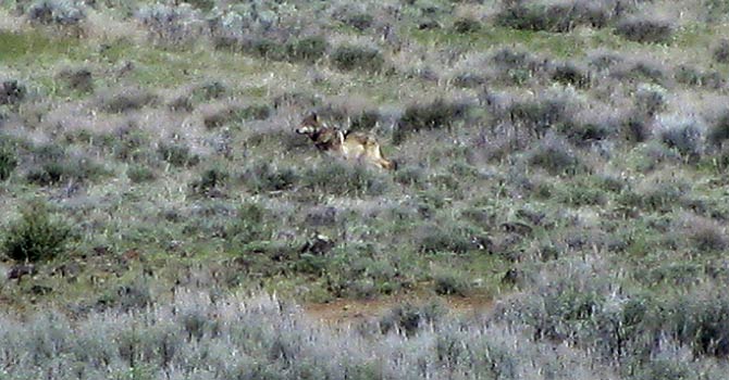 This May 8, 2012 file photo provided by the California Department of Fish and Game shows OR-7, the Oregon wolf that has trekked across two states looking for a mate, on a sagebrush hillside in Modoc County, Calif. California’s lone gray wolf passed his one-year anniversary as a transplant resident of the former Bear Republic with the same technical amenities many people possess: a Twitter account and a website devoted to his travels. His mere chance presence has prompted action by one state and two federal agencies that now have to figure out how to manage the species when others inevitably follow in his 5-inch footprints. - AP Photo