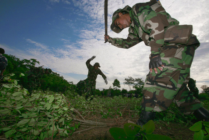 Bolivian combined forces from the police and army chop down illegal coca plants near Chimore, some 600 km southeast of La Paz. Bolivia's government officially inaugurated the eradication of illegal coca plants on Tuesday, according to local media.?Photo by Reuters