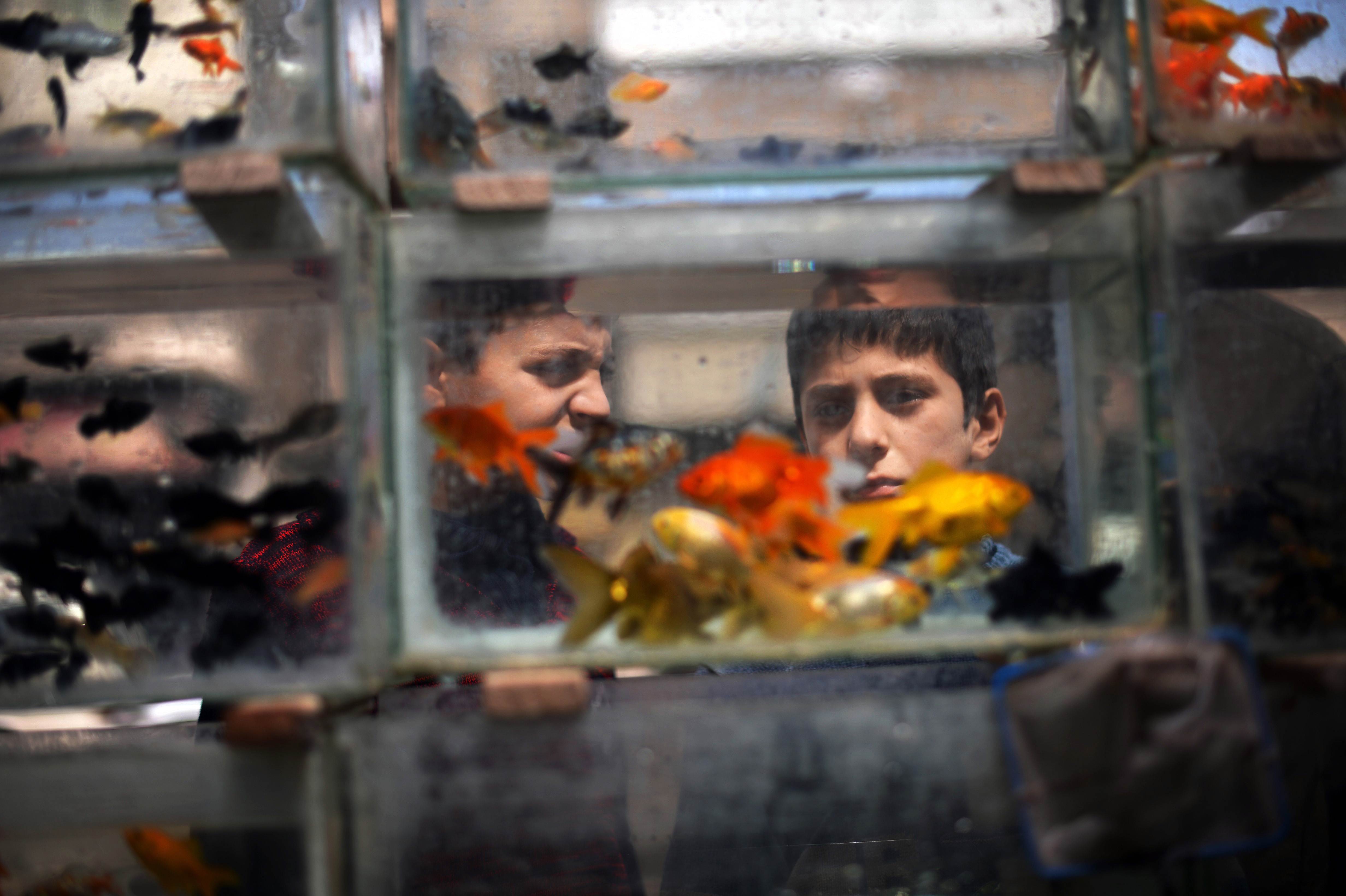 Syrian boys look at fish in the northern Syrian city of Aleppo on April 6, 2013. Conflict in neighbourhoods of Aleppo, which has been shaken by war for nine months, has put an end to childhood for most youths and it is not uncommon to see young boys working in the streets.