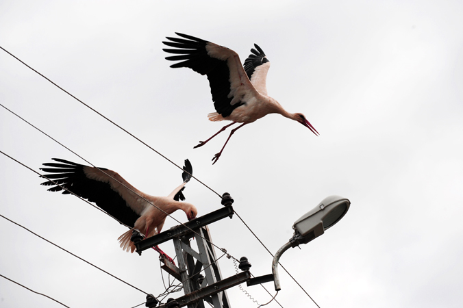Storks fly over a power pole in Tunceli. The former name of Tunceli was Mamiki, situated just to the north of the intersection point of two rivers, Munzur and Pülümür, both flowing south. The city was founded in the valley of Munzur which is known for its picturesque appearance. It is surrounded by high mountains known as Munzur mountains. —Photo by AFP