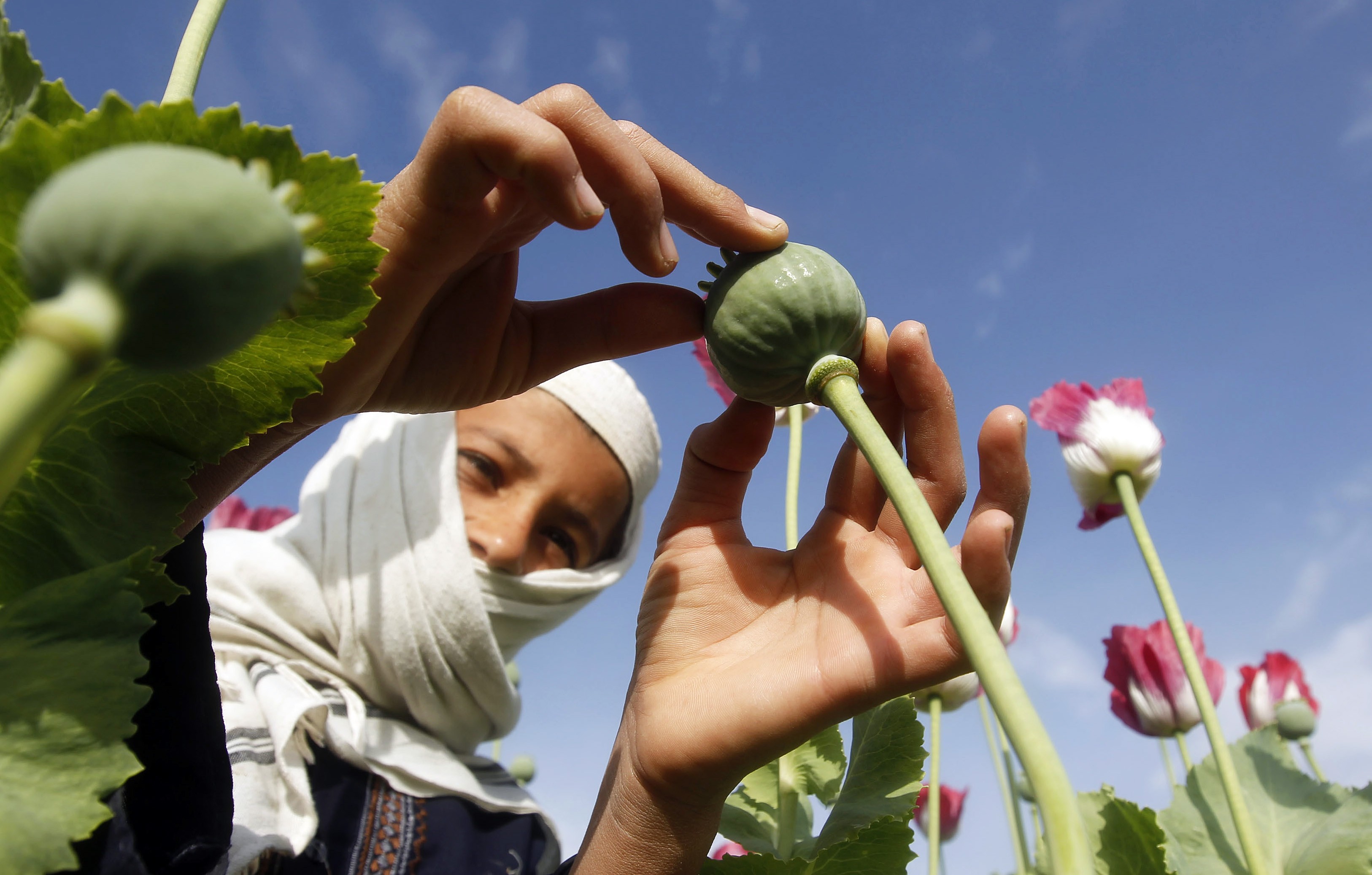 A boy works at a poppy field in Jalalabad province April 7, 2013.