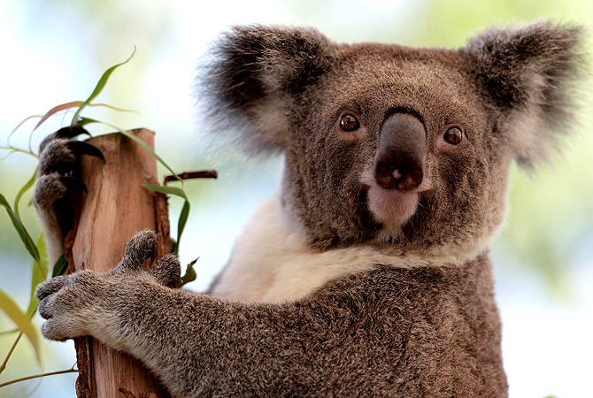 A Koala sits on a branch at the Wildlife Sydney Zoo on April 24, 2013. — AFP Photo