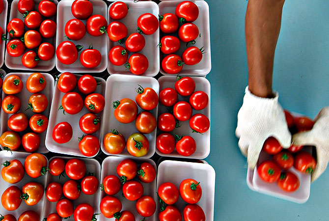 A worker packs tomatoes in a tomato farm in Salto, 100 km west of Sao Paulo, April 29, 2013. As Brazilian policymakers try to contain the fastest inflation rate the South American country has seen in years without disrupting a fragile economic recovery, increasingly wary consumers are feeling the pinch in everything from services to fruits and vegetables. — Reuters Photo
