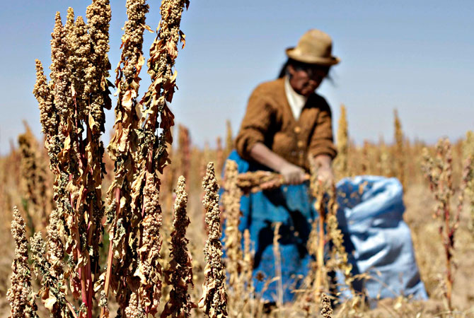 A woman harvests Quinoa plants in Tarmaya, some 120 km south of La Paz April 29, 2013. Still a nutritional staple for the indigenous people living in the Altiplano of Bolivia, Quinoa is also producing many profits for the region. The global boom for the golden grain, cultivated at high altitudes, has boosted prices five times in just nine years. Government officials hope $10 million in credits for producers will help boost production further still to meet the increasing demands at home and abroad. — Reuters Photo