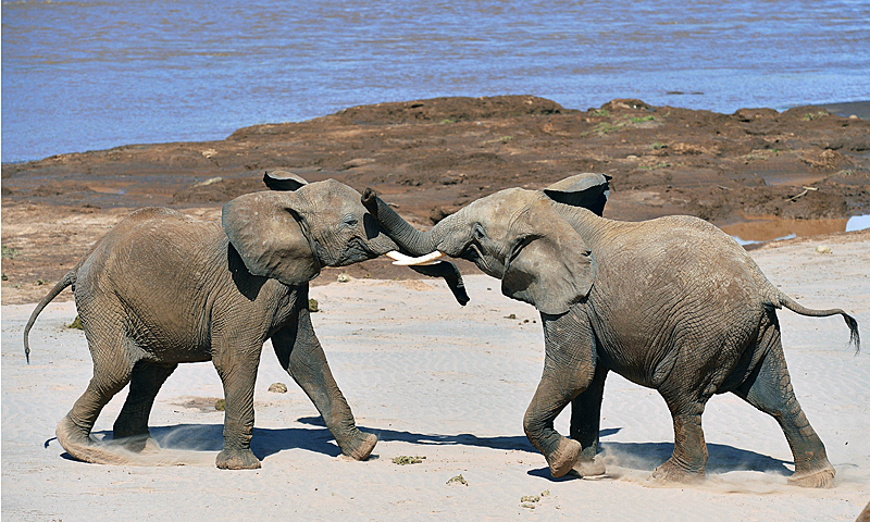 Elephants play fight close to the Ewaso Nyiro river in Samburu game reserve on May 8, 2013. UNEP goodwill ambassador and Chinese actress Li Bingbing was on an official visit in Kenya to highlight issues of Africa's poaching crisis. — AFP Photo