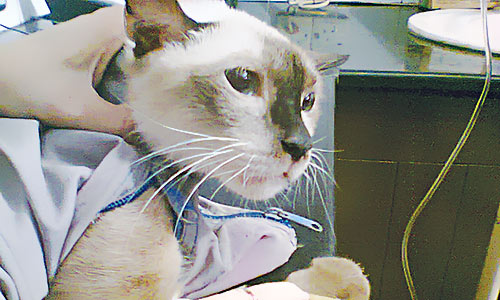 Cat Canula A Siamese Cat Undergoes Intensive Treatment Courtesy Photo Cat Canula A Siamese Cat Undergoes Intensive Treatment Courtesy Photo