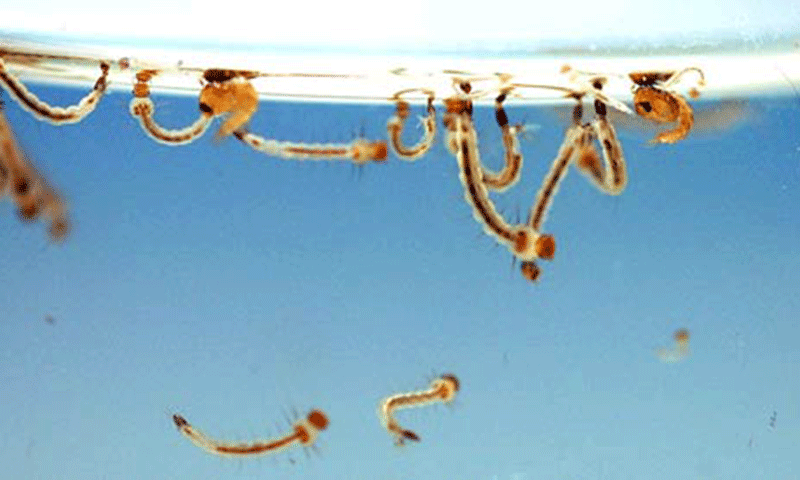 an essay on dengue in urdu an essay on dengue in urdu