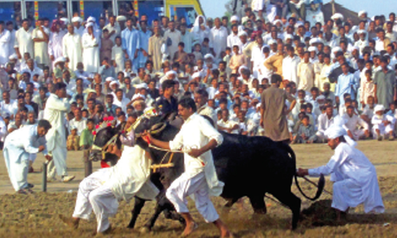 A PAIR of bulls in action at Mela Karsal.— Dawn