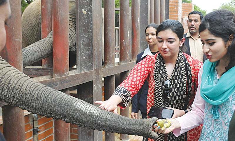 Aseefa Bhutto-Zardari pats an elephant on the trunk at the zoo during a visit to the facility on Tuesday.—INP