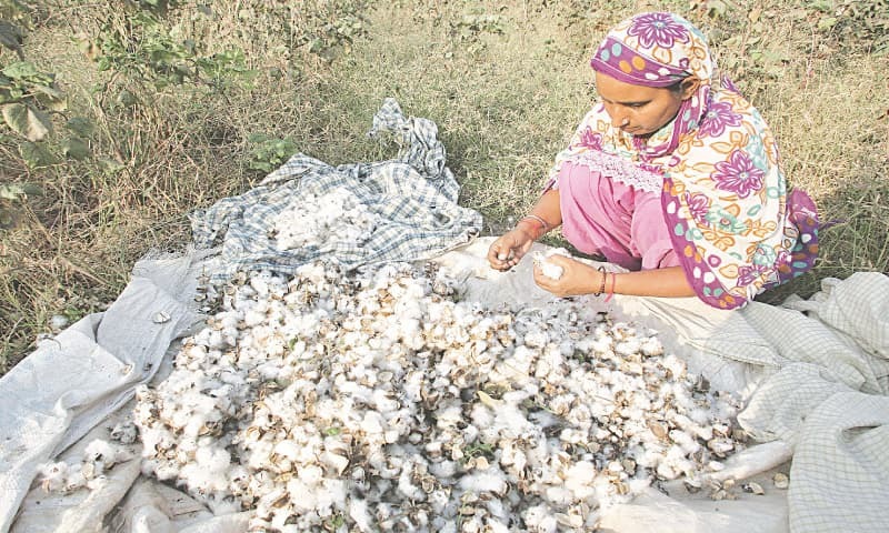 Image result for cotton pods india