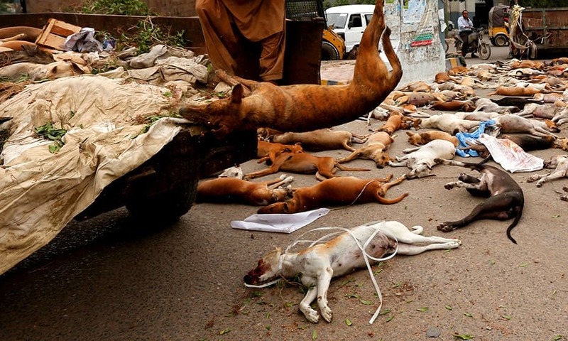 How To Help Stray Cats And Dogs How To Help Stray Cats And Dogs