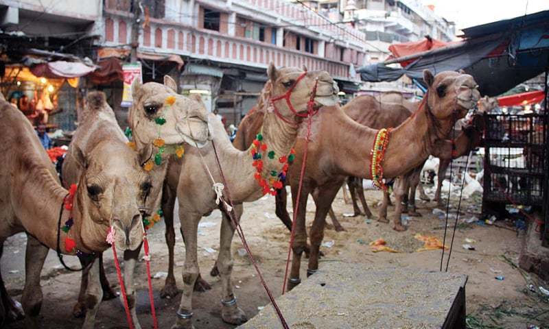 Pakistan PM dedicates Eid-al-Azha to 'sacrifices' of Kashmiris