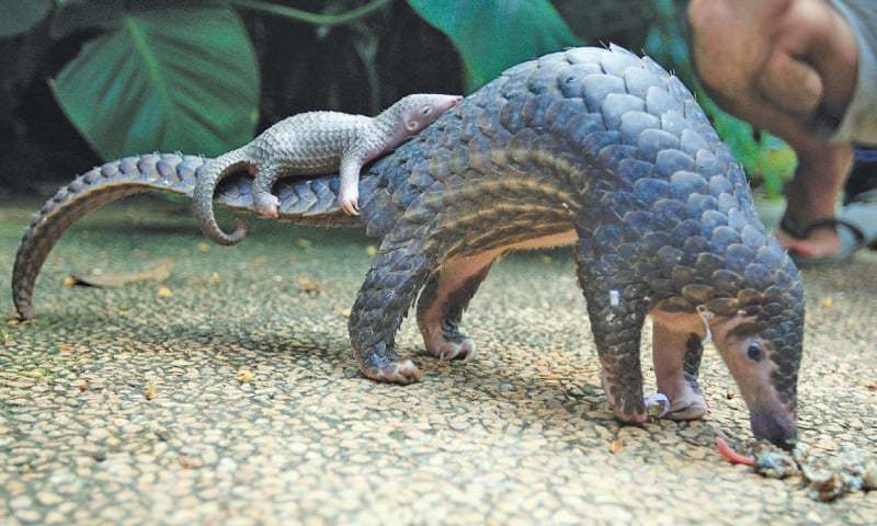 No more trade in endangered pangolins - Newspaper - DAWN.COM