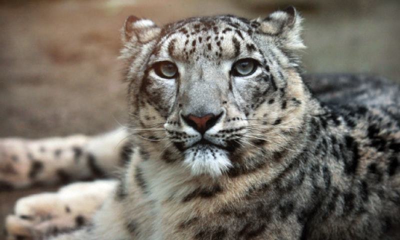 Snow leopard dies in Peshawar Zoo - Pakistan - DAWN.COM