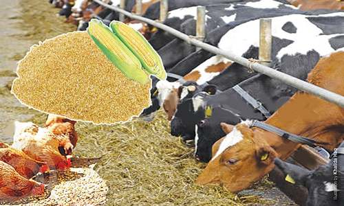 maize-cobs-meal-for-livestock-newspaper-dawn-com