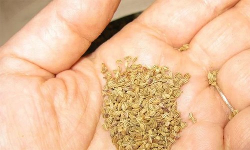 اضافی جسمانی وزن اور توند سے نجات دلانے والا مصالحہ