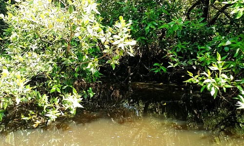 ماحول دوست مینگرووز سے ہماری دشمنی کیوں؟