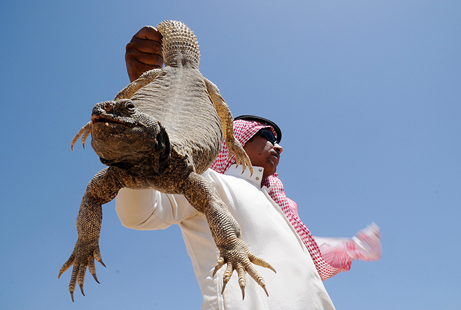 All-consuming
The lizards can be grilled or eaten raw, and according to popular belief, their blood is used to strengthen the body and treat diseases.—Photo by Reuters