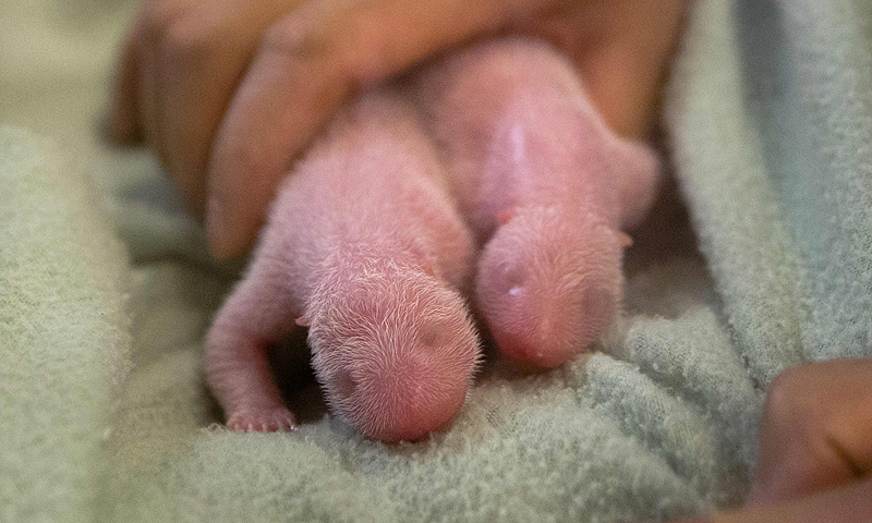 A pair of giant panda twins born to Lun Lun are pictured at Zoo Atlanta in Atlanta. A giant panda at the Atlanta zoo delivered an extra bundle of joy on Monday when she gave birth to twins, an apparent surprise to zoo officials who had been excitedly anticipating the birth of a single cub.—Photo by Reuters
