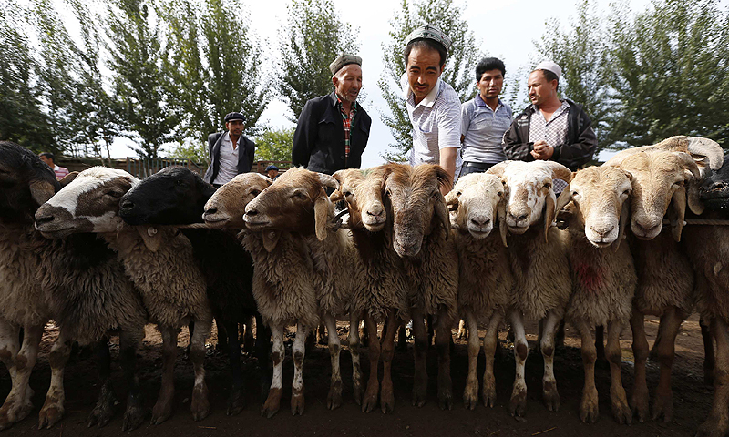 Ethnic Uighur customers select goats at a fair on a street in Aksu, Xinjiang Uighur Autonomous Region July 21, 2013.—Photo by Reuters