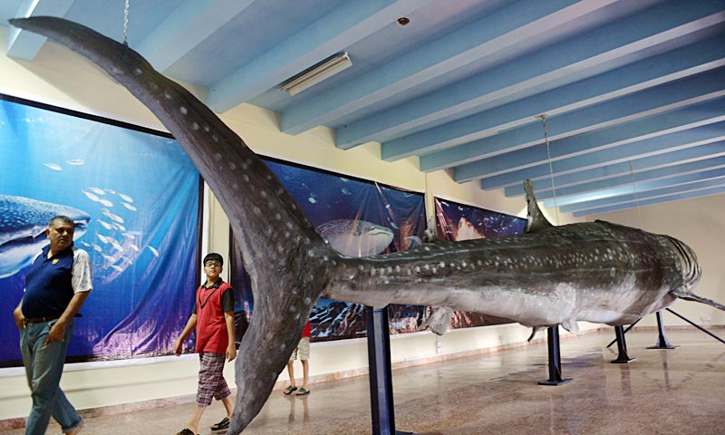 A whale shark displayed at the Pakistan Museum of Natural History (PMNH) in Islamabad. A 40-foot-long Whale Shark, found unconscious in Pakistani waters off the Arabian Sea in February, 2012, has been put on display. The Whale Shark was alive and motionless when the local fishermen saw it in the ‘Gorabari’ area, but died while being dragged towards the shore. This Whale Shark was 50-year-old when captured and weighs 16 tons. — AFP Photo