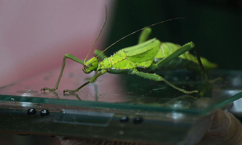 A zoo keeper weights a giant stick insect.—Photo by AP