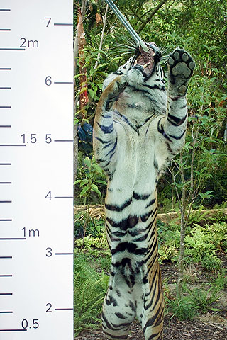 Jae Jae, a Sumatran tiger, is measured.—Photo by AFP