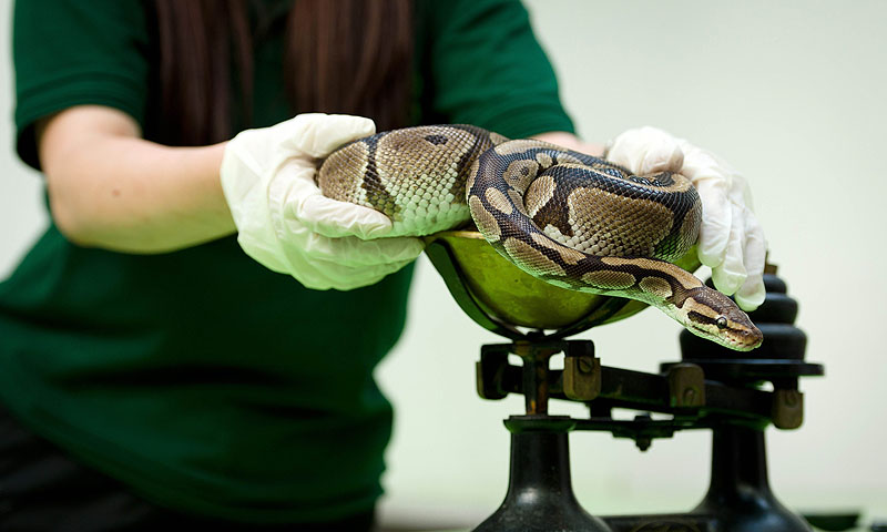 A Royal Python is placed onto a weighing scale.—Photo by AFP