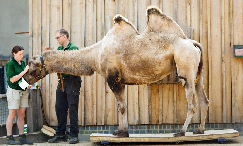 Noemie, a Bactrian camel, is weighed.—Photo by AFP