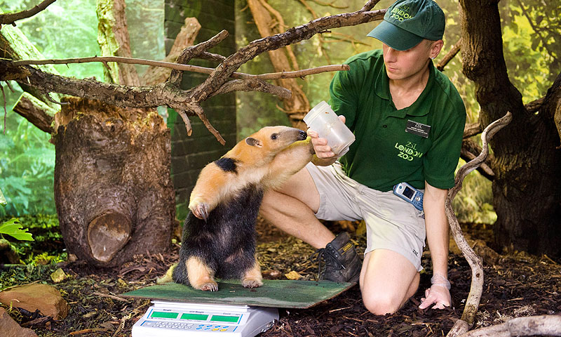 Tammy, a Tree anteater, is weighed.—Photo by AFP
