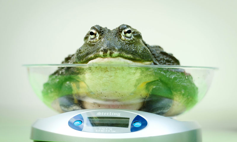 An African Bullfrog is placed on a weighing scale.—Photo by AFP