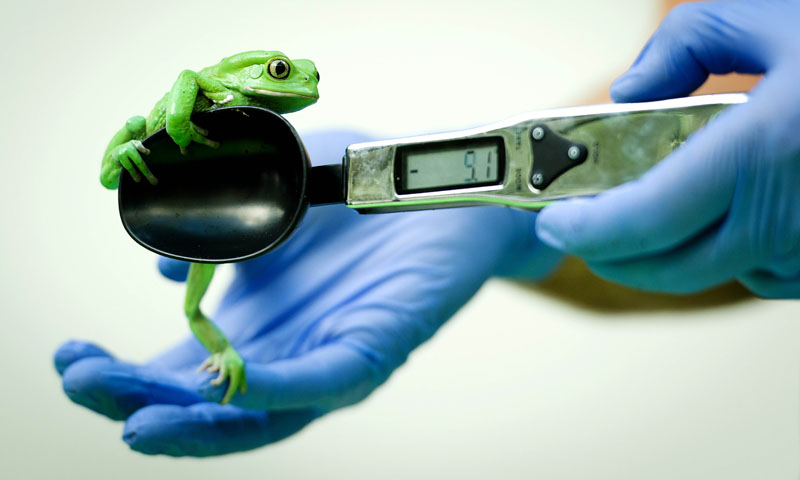 A Waxy Monkey Frog is placed onto a weighing.—Photo by AFP