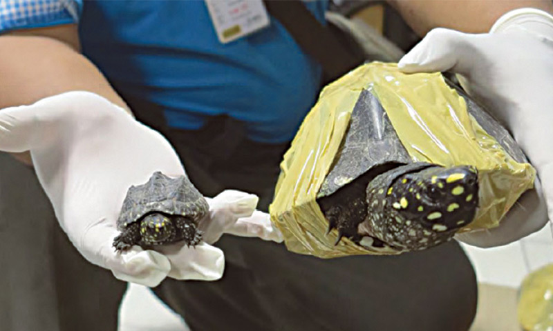 AN official holds two black spotted turtles seized at Suvarnbhumi international airport.
