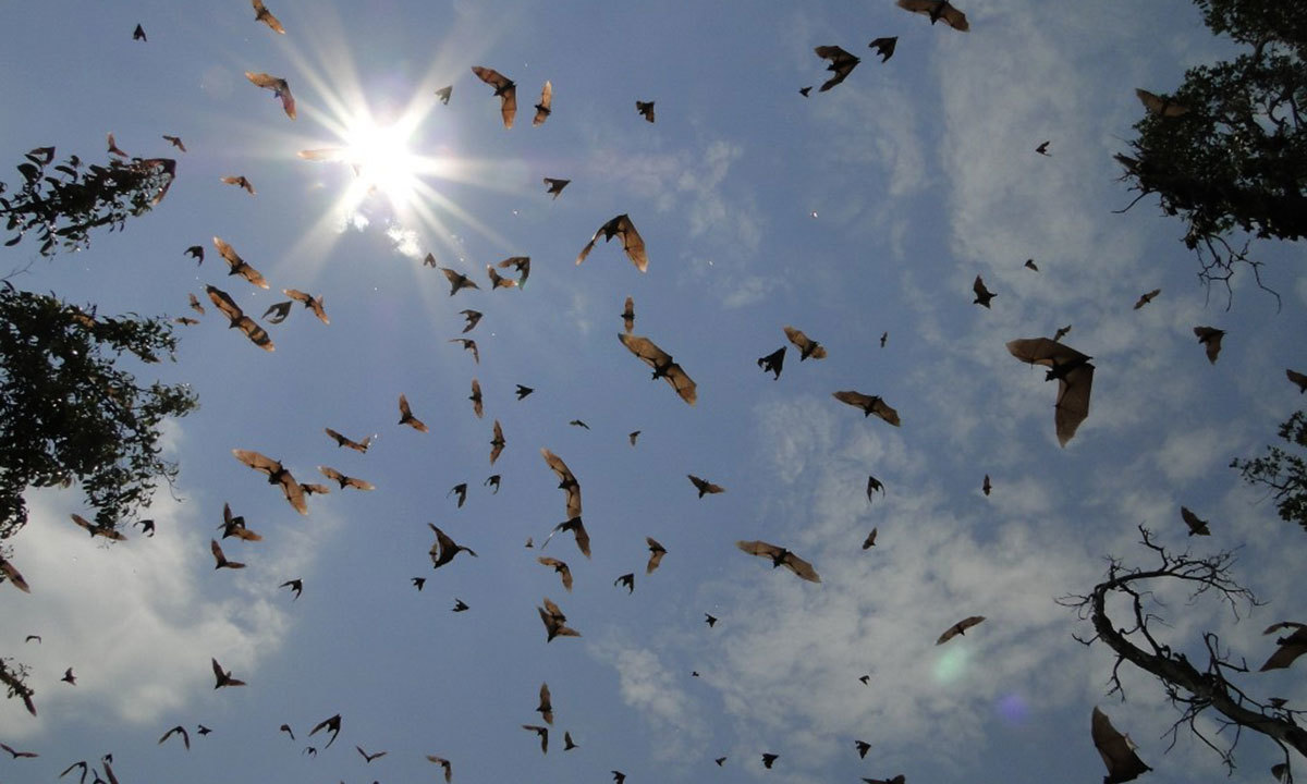 آن لائن فوٹو