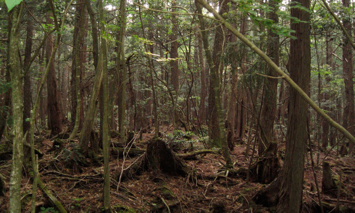 آن لائن فوٹو