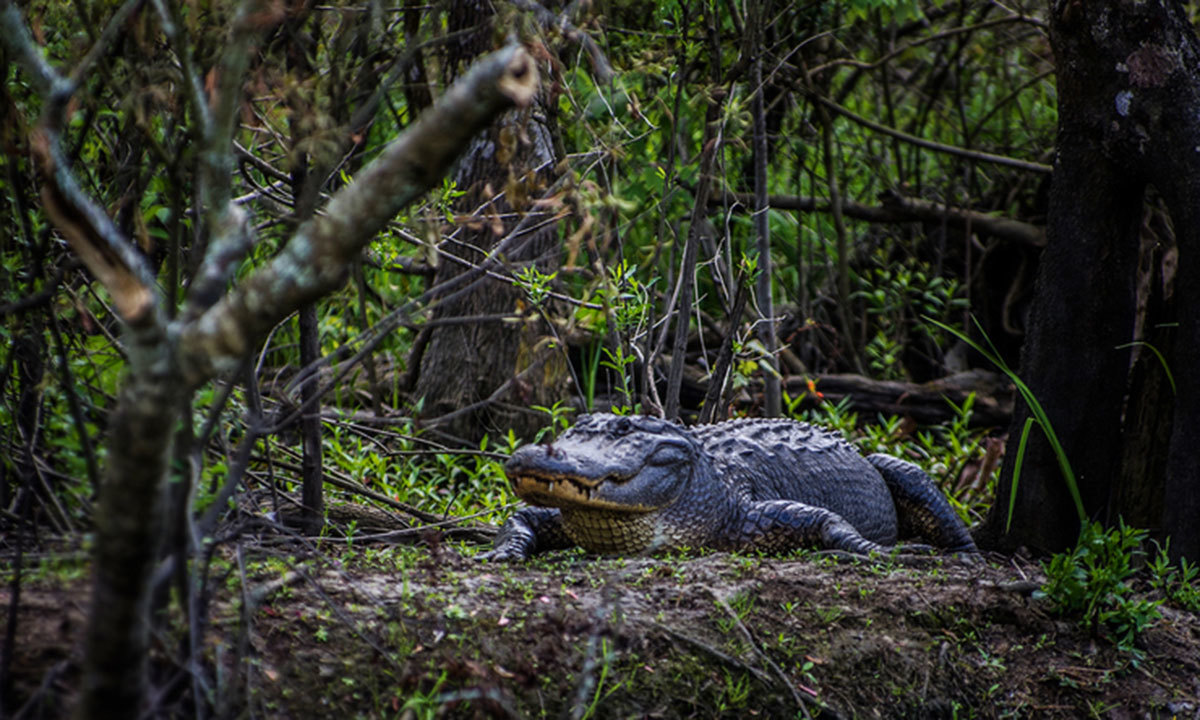 آن لائن فوٹو