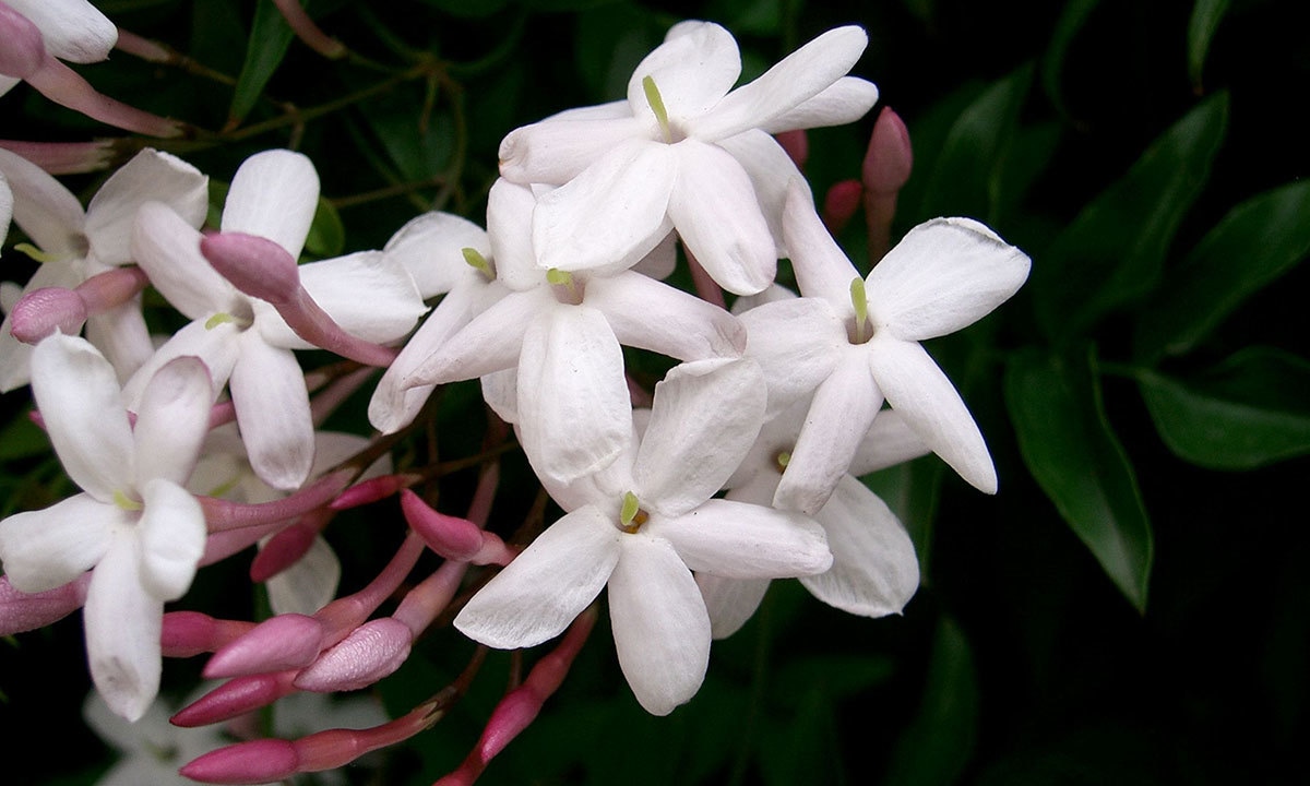 فوٹو بشکریہ وکی پیڈیا