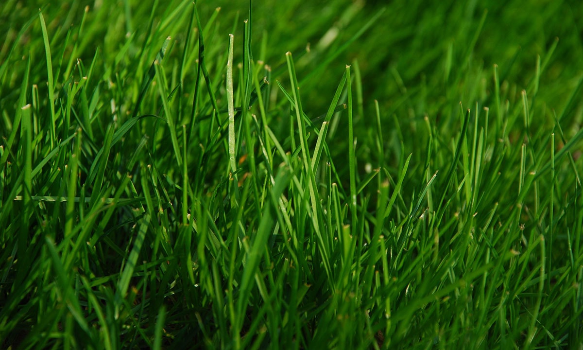 فوٹو بشکریہ وکی میڈیا کامنز