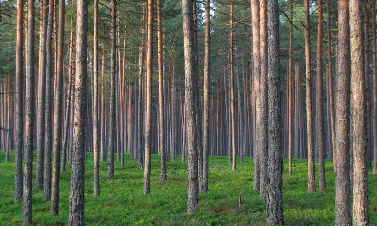 فوٹو بشکریہ وکی پیڈیا