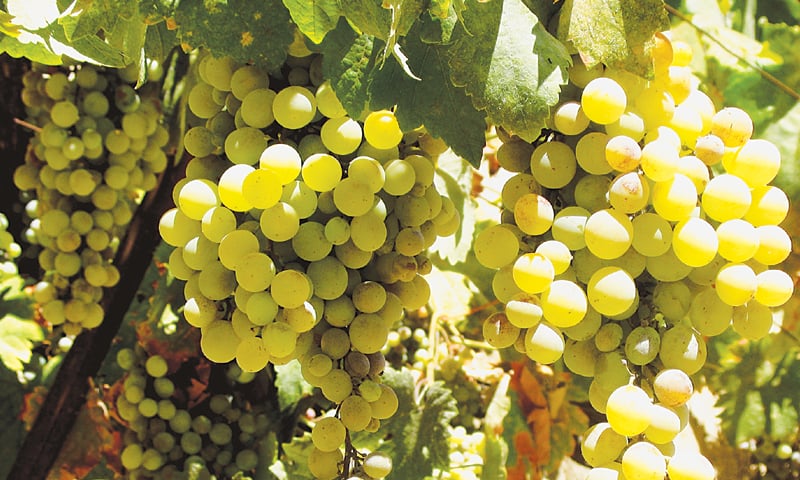 Well tended grape vines can produce tons of fruit