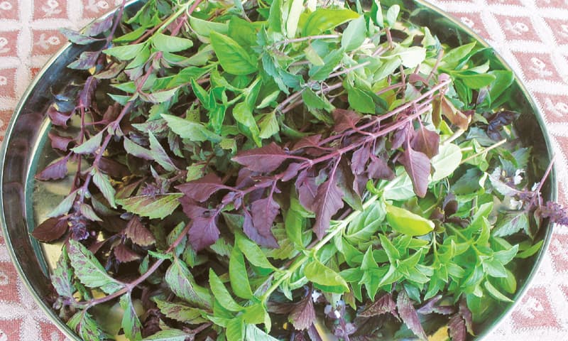Mixed basil varieties being shade dried for culinary use
