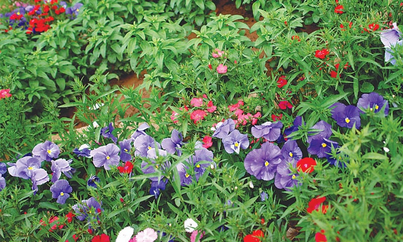 Healthy soil means healthy plants