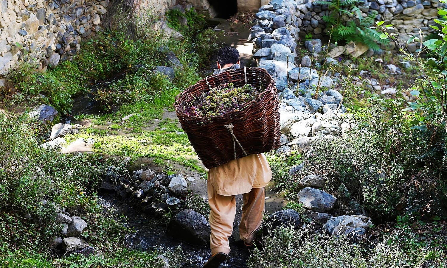 The wine-makers of Pakistan's north