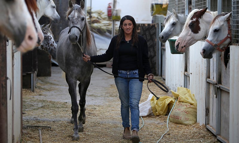 Raja leads a horse back to the stables ─AFP
