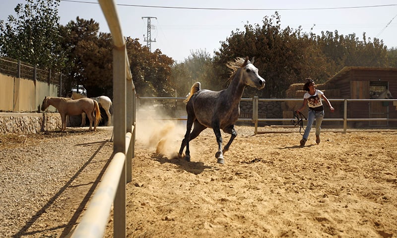 Horses are an important part of the culture in the region's ranches and cattle farms. ─ AFP
