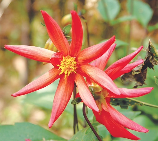 Self-seed dahlia