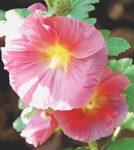 Hollyhock