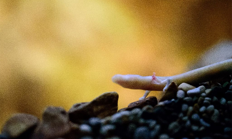 Reaching a maximum length of 35 centimetres (14 inches), the blind olm is a far cry from the scary monsters conjured up in folklore.âAFP