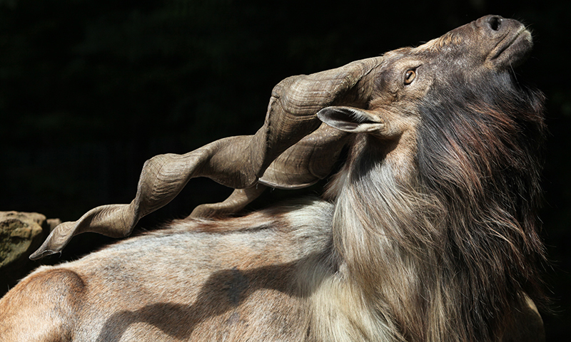 The markhor is the national animal of Pakistan. —Creative commons
