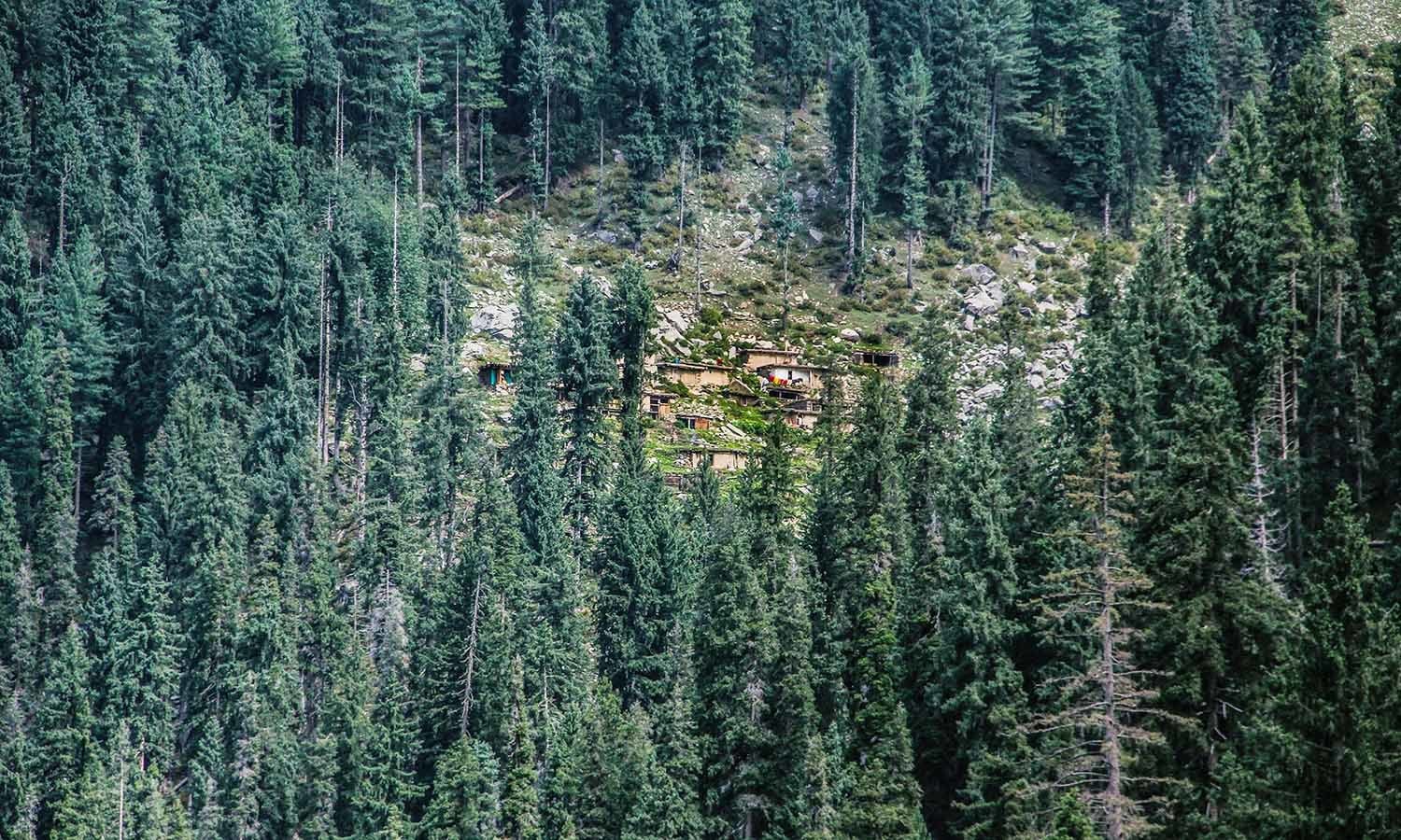 Pine trees surround the mountains enclosing the lake